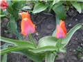 tulipan